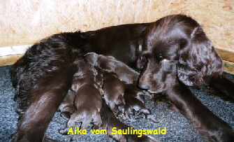 NetObjects Web Design Placeholder