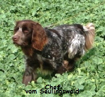 NetObjects Web Design Placeholder